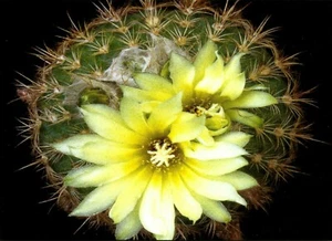 CACTUS, PARODIA MICROSPERMA, NOTE CARD - Picture 1 of 1