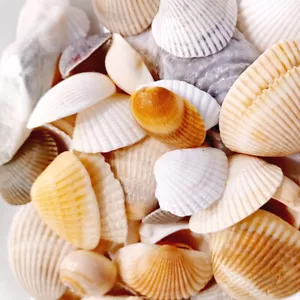 Assorted Sea Shells 1/2 lb Bulk - Beach Wedding, Crafting, Home Decor - Picture 1 of 9