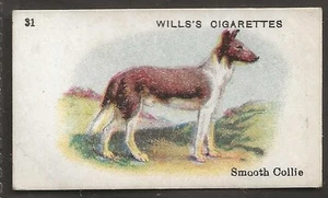 WILLS AUSTRALIAN-BEST DOGS OF THEIR BREED 1914 (S'TIES)-#31- COLLIE - Picture 1 of 2