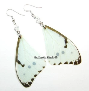 Unique Butterfly Earrings - Morpho catenaria - M35 - Imagen 1 de 1