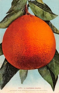 Una postal de California grande naranja Edward H Mitchell San Francisco, CA de colección 1910  - Imagen 1 de 2