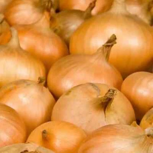Walla Walla Sweet Onion Seeds Free Shipping 50 Seeds - Picture 1 of 1