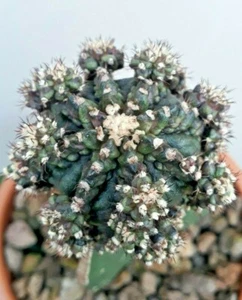 Gymnocalycium T LEK 20 Seed Ariocarpus Cacti Cactus Kakteen FREE CERTIFICATE - Picture 1 of 2