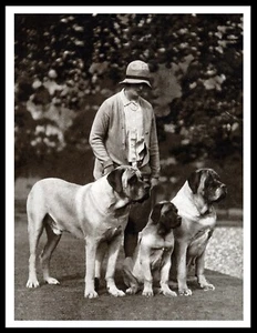 MASTIFF FAMOUS LADY BREEDER OWNER AND DOGS VINTAGE STYLE DOG PHOTO PRINT POSTER - Picture 1 of 1