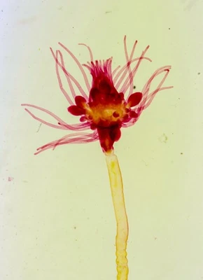 Sinel Antique Microscope Slide. Tubularia Larynx - Image 1 of 3