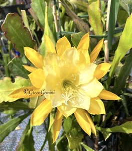 GOLD MEDAL Epiphyllum Orchid Cactus Succulents - Picture 1 of 3