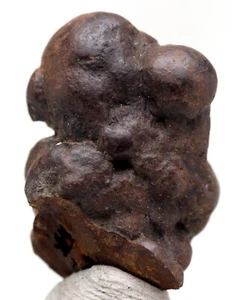 COPROLITE FOSSIL Poop Specimen Fossilized Turtle Dung Miocene WASHINGTON - Bild 1 von 4
