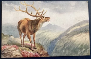 Postcard George Rankin Artist Signed Tuck’s Wild Animals The Wapiti Buck Elk D19 - Foto 1 di 2