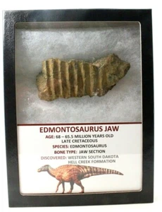 Ancient Edmontosaurus Jaw- Late Cretaceous - 68/65.5 MYO - Hell Creek Formation - Picture 1 of 7