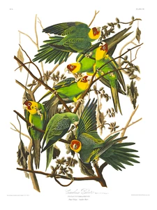 Carolina Papagei Papageien Vögel John James Audubon Teller Gravur Druck Poster - Bild 1 von 1