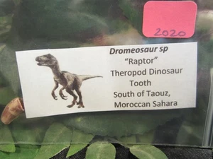 Dinosaur Dromeosaur Raptor Tooth from the Moroccan Sahara Desert - Picture 1 of 5
