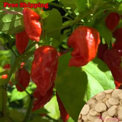 Semillas de pimienta fantasma | Chili fantasma, semillas de Jolokia Red Bhut - Pimienta súper picante Foto 1 de 2