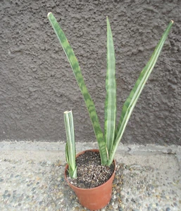 Sansevieria trifasciata Bantels Sensation Mutation (Mutterpflanze mit Ausläufer) - Bild 1 von 12