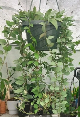 Hoya Lacunosa Mint  - Image 1 of 4