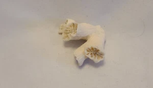 Small White Textured Coral Beach Ocean Sea Nautical Home Decor  - Picture 1 of 1