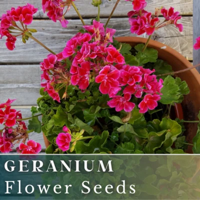 100+ семян герани — малиновое заклинание — ароматные — свежие семена цветов без ГМО - Изображение 1 из 4