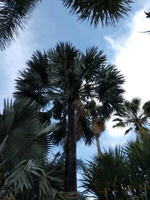 200 Silver Bismark Palm Tree seeds BISMARKIA NOBILIS Free Shipping  - Image 1 of 3