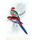 Vintage John Gould Australian Bird Art Canvas Print~ Crimson Rosella 8"X10"