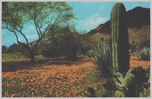 Carpet of Desert Poppies, Saguaro and Prickly Pear Cactus, Arizona Postcard - Picture 1 of 2