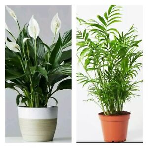 Air purify Peace lily AND PARLOUR PALM Indoor House plant - 15-25cm UNPOTTED