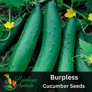 CUCUMBER 'Burpless' 10+ Seeds HEIRLOOM vegetable Garden Thin Skin VIGOROUS PLANT - Picture 1 of 1