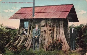 Postcard Cabin In Cedar Stump Washington WA DB 1909 - Picture 1 of 2