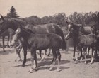 Trakehnen- Stuten mit Fohlen (Ostpreußen) 1932