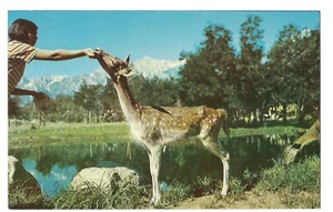 TAME DEER Hand Feeding SHERWOOD FOREST Spotted Fawn Independence CA Postcard - Picture 1 of 2