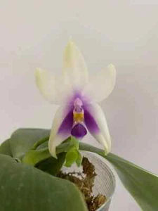 Phalaenopsis Bellina Coerulea 'Fire Shape' x Sib - Very Rare Find (2.5") - Picture 1 of 5