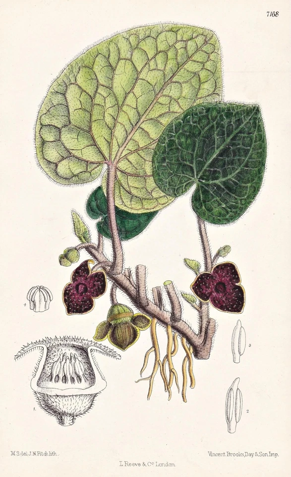 Asarum Geophilum China Blume Botanik flower botany Lithographie Curtis 7168 - Bild 1 von 1