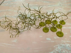 8 based Landscape Large Model Jungle Floor Vine wargaming scenery terrain 10"  - Picture 1 of 4