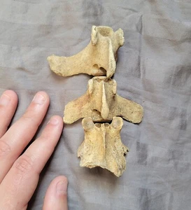 Rarissimo set osso vertebra parziale cane orso fossile di mammifero dalla Florida - Foto 1 di 3