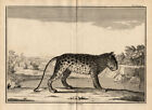 2 Antique Prints-TIGRE-ANATOMY-Perrault-Duflos-1734