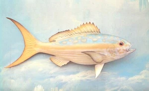 Postal de 1952 de Yellowtail Fish Florida Keys & Channels - Imagen 1 de 2