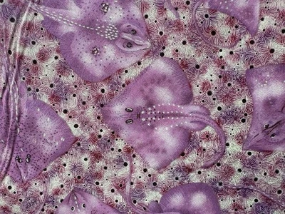 Telas de edredón de raya púrpura con alas de belleza Andover tela de algodón playero Foto 1 de 4