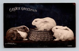 Ostergrüße - Drei Hasen und ein Korb - 1907 echtes Foto Postkarte RPPC - Bild 1 von 2