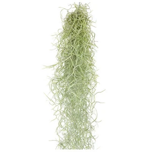   Tillandsia colgante 50 cm Tillandsia Usneoides plantas aéreas, plantas de terrario - Imagen 1 de 20