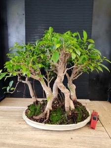 bonsai bosco ficus retusa h 49 cm visita il negozio - Foto 1 di 11