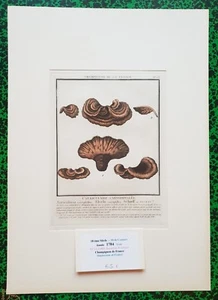  XVIII ème - P Bulliard - Champignon de la France - Superbe Gravure n°278 - 1784 - Picture 1 of 1