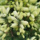 Picea glauca Daisy White bonsai White Spruce.stunning.9cms pot