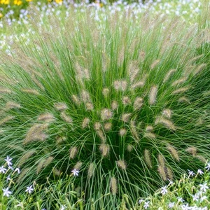 Pennisetum Alopecuroides 'Hameln Gold' | Ornamental Grass Garden Plant in Pot - Picture 1 of 15