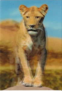 POSTCARD: 3D TYPE   "SOUTHWEST AFRICAN LIONESS"   BY AUTHENTIC CARDS  - Imagen 1 de 2