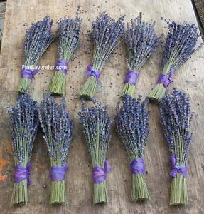 Lavender Royal Velvet Bundles (Culinary) - 10 Bundle Pack - Bild 1 von 4