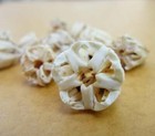 Aristotle Lanterns Sea Urchin teeth Toxopneustes pileolus Shell Flowers 20 pcs