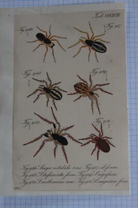 SPIDERS Original 1840s Hand Coloured Print-Linga nitidula etc.-CL Koch - Picture 1 of 2