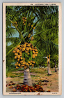 Pocztówka Drzewo kokosowe Sankt Petersburg Floryda 1935 Anuluj Len