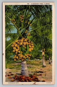 Postcard A Coconut Tree Saint Petersburg Florida 1935 Cancel Linen - Picture 1 of 2