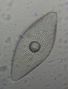 Microscope Vintage Slide par S.H.Meakin. Diatom. « Porodiscus oblongus ».