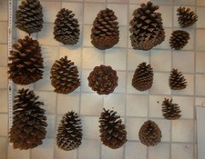 Deko xxL Konvolut Riesen Weihnachtszapfen - 25 ZAPFEN_Stück LETZTER ARTIKEL!!!
