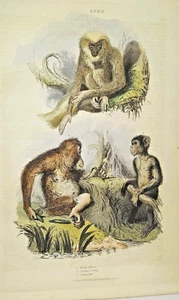 1835 handkolorierter Kupferstich, Menschenaffen, Orr & Smith Verlag - Bild 1 von 5